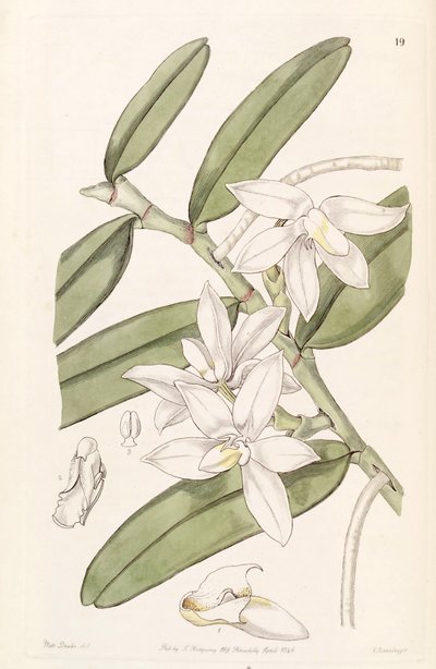 Illustration of Thrixspermum calceolus (as syn. Sarcochilus calceolus) by Miss Drake